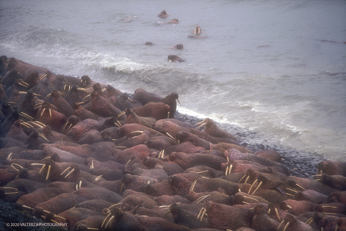 108 A SIBERIA.jpg - Luglio/Agosto 1992. Siberia, terra dei Chukchi. Nell'oceano artico  125 Km a nord-est della penisola dei Chukchi (Siberia) c'Ã¨ l'isola di Wrangel, essa ospita piÃ¹ del doppio di specie vegetali (417) di qualsiasi territorio artico a paritÃ  di superficie nonchÃ¨ 30 specie diverse di uccelli oltre ad orsi polari, foche e trichechi ; per questo motivo   Ã¨ stata proclamata patrimonio dell'umanitÃ  dall'UNESCO. Nella foto isola di Wrangell, colonia di trichechi , animali protetti, a Cape Blossom